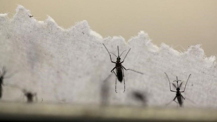 Texas reports first case of Zika likely from local mosquitoes 